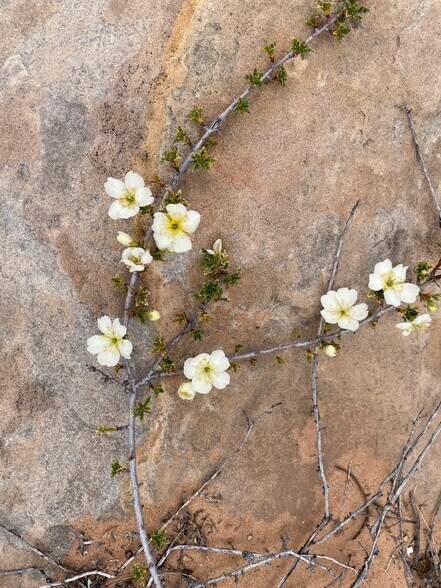 More Photos Of 000 Bell Cow Rd Aka Rock Art Ranch Rd, Winslow Land For Sale