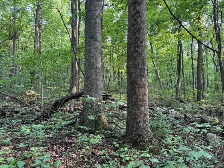 More Photos Of Mountain Green Road, Willow Hill Land For Sale