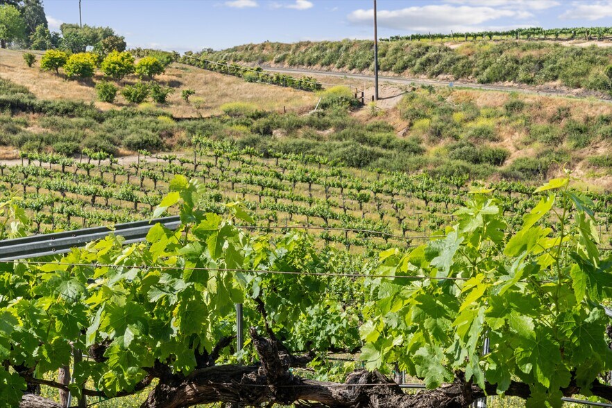 More Photos Of 41220 Calle Contento, Temecula Winery Vineyard For Sale