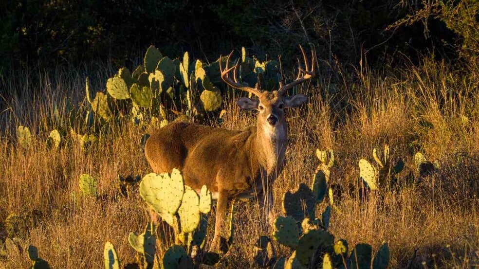 Primary Photo Of 917 Bear Springs rd, Mason Land For Sale