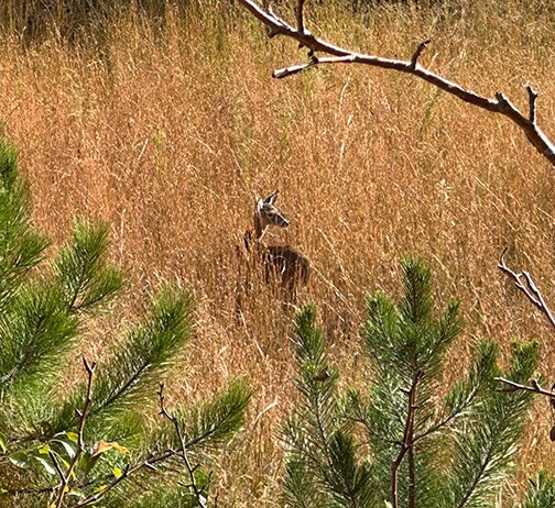 More Photos Of 2350 Squirrel Hunting Road, Morganton Land For Sale
