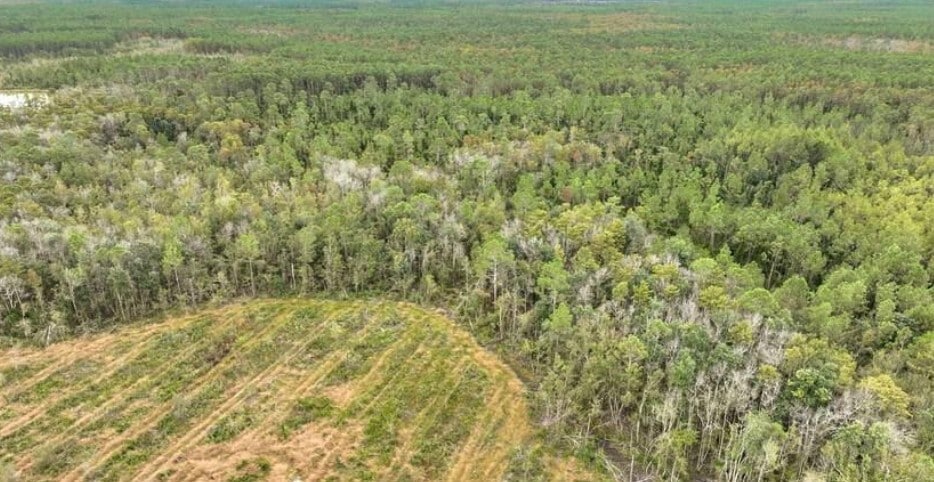 Primary Photo Of County Road 133, Willacoochee Land For Sale