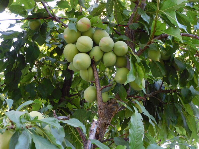 More Photos Of 8241 Koch Rd, Bakersfield Land For Sale