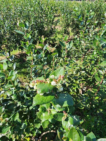 More Photos Of 3510 Walk in Water Rd, Lake Wales Winery Vineyard For Sale