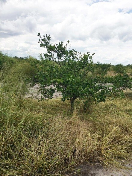 More Photos Of Delbert Collins Rd, Lake Alfred Land For Sale