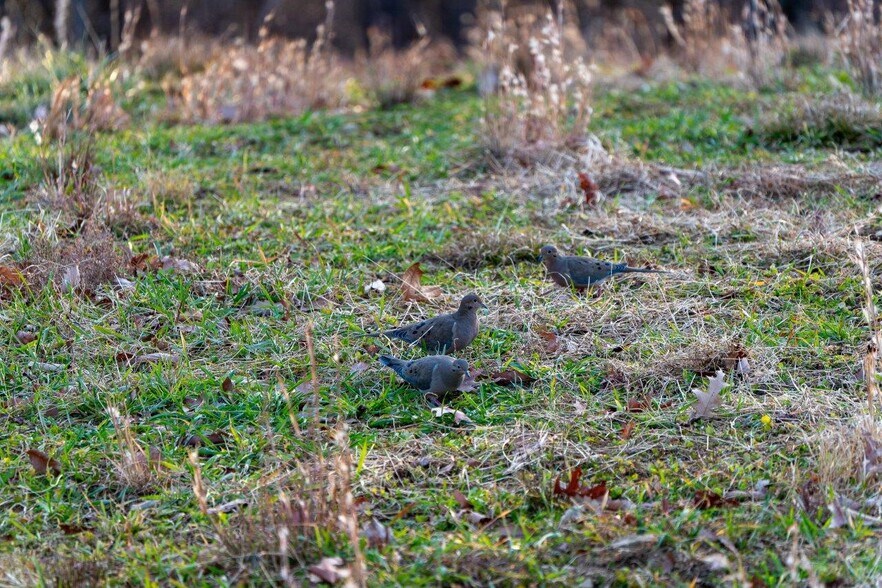 More Photos Of 0 Foothills Rd, Callaway Land For Sale
