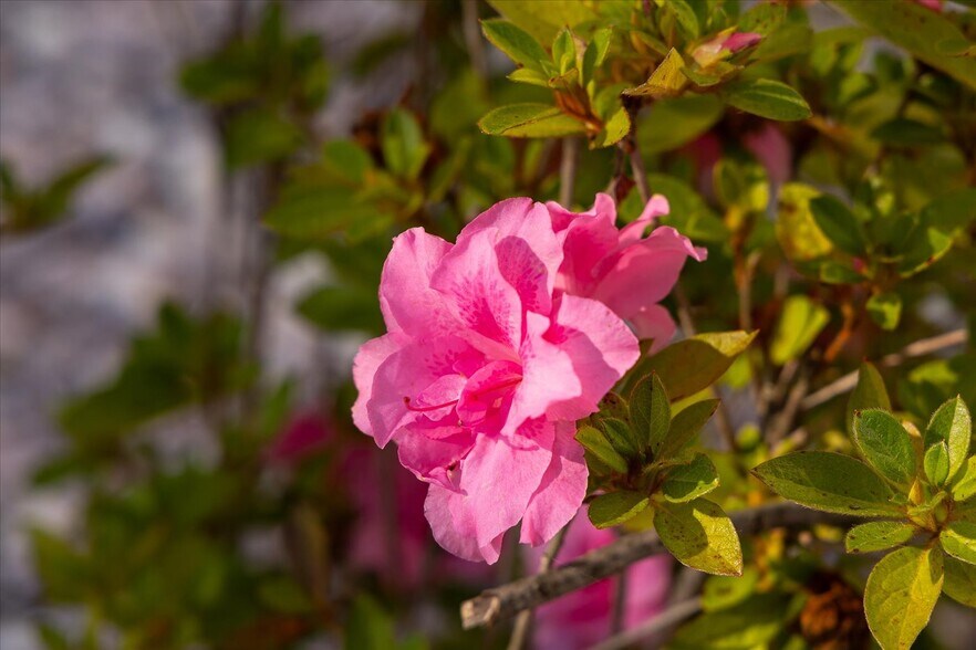 More Photos Of 667 Hustle Rd, Hustle Winery Vineyard For Sale