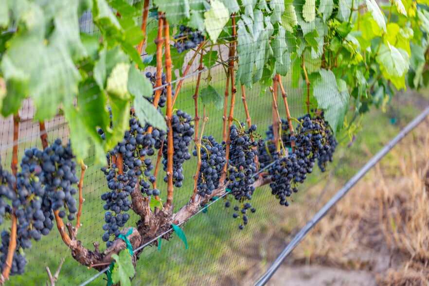 More Photos Of 27058 Mount Pleasant Rd, Columbus Winery Vineyard For Sale