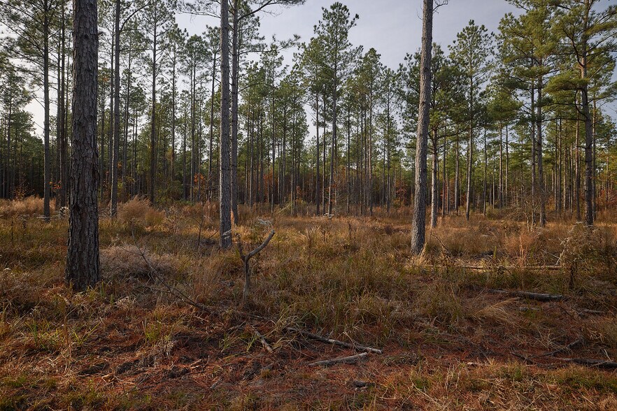 More Photos Of 480 Martin Rd, Cotton Valley Land For Sale