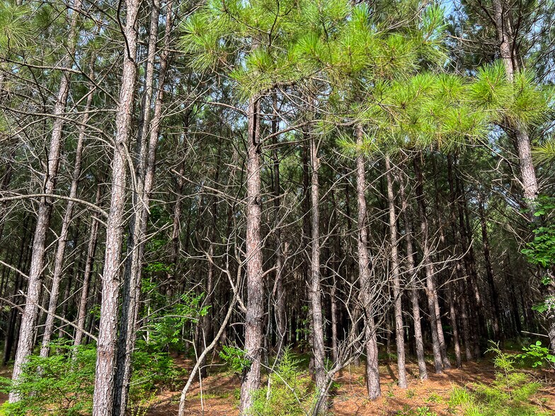 More Photos Of Farm to Market Road 1725, Willis Land For Sale