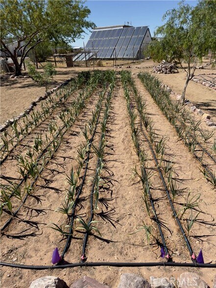 More Photos Of 691 Desert Trail Way, Tecopa Winery Vineyard For Sale