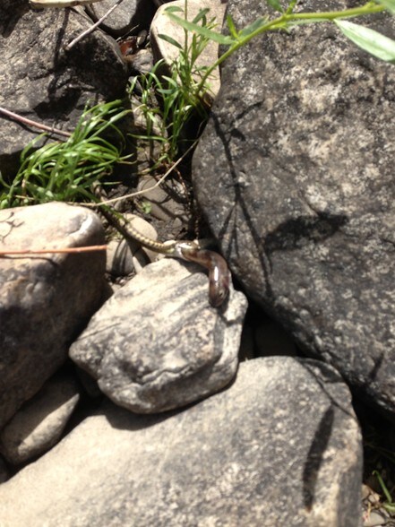 More Photos Of 791A CR, Tierra Amarilla Land For Sale