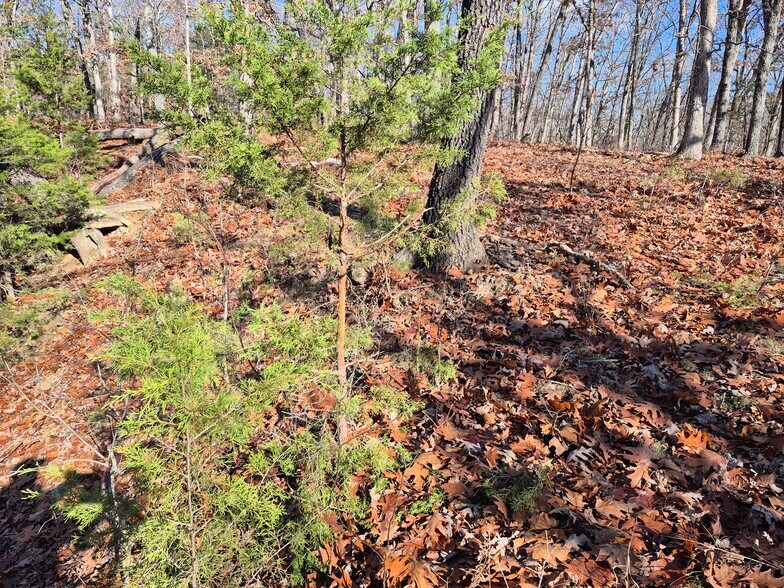 More Photos Of Logan School Rd. (30.2+/- Acres), New Florence Land For Sale