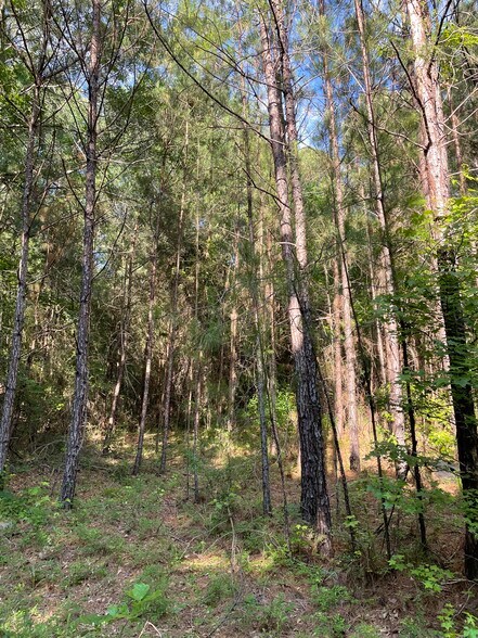 More Photos Of 0 Hwy 190 E, Huntsville Land For Sale