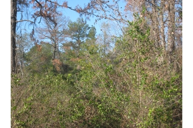 More Photos Of State Highway 249, Pinehurst Land For Lease