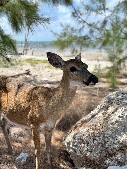 More Photos Of , Big Pine Key Unknown For Sale