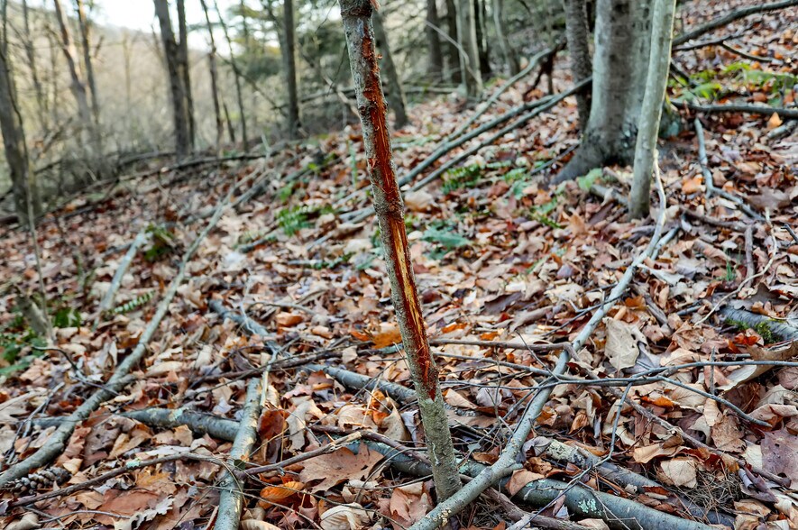 More Photos Of 703 Dauva Luch Rd, Herndon Land For Sale