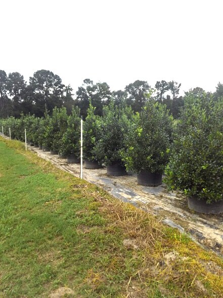 More Photos Of 224 Co Rd 096, Jasper Land For Sale