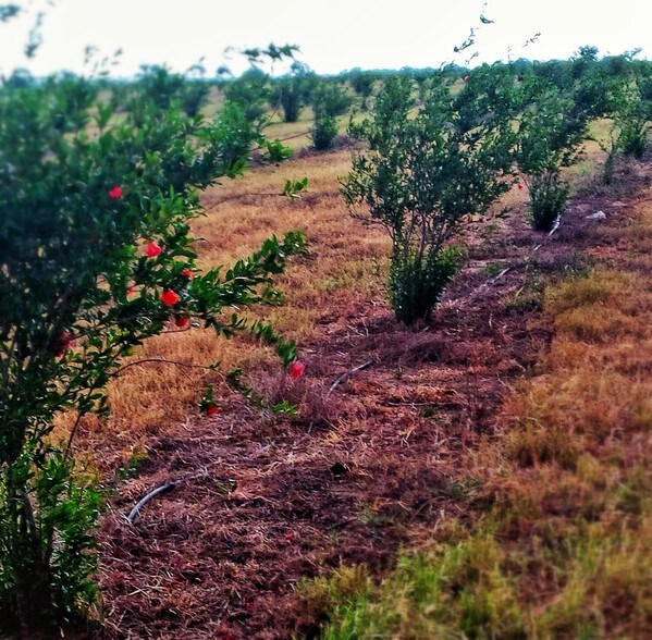 More Photos Of 9846 CR 260, Realitos Land For Sale