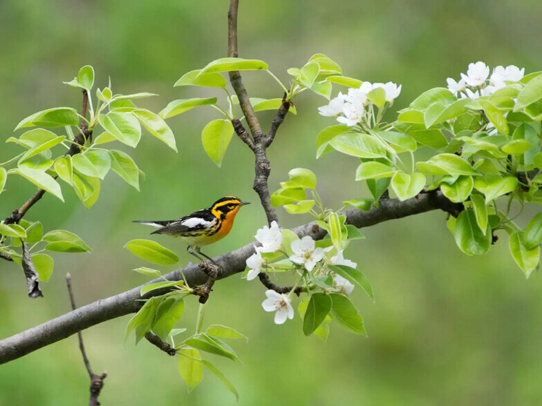 More Photos Of 1 Snow Hill Rd, Parksville Land For Sale