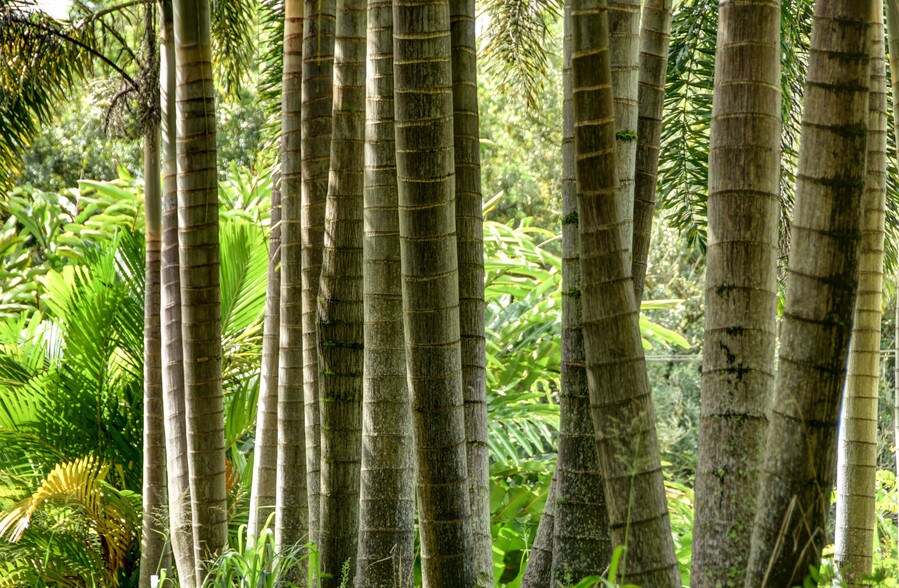 More Photos Of 27-2760 Hawaii Belt Rd, Pepeekeo Land For Sale