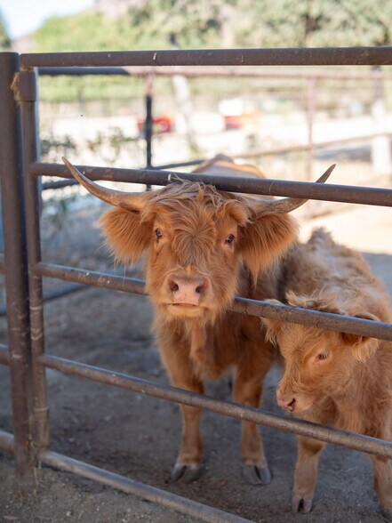 More Photos Of 38831 Pauba Rd, Temecula Land For Sale