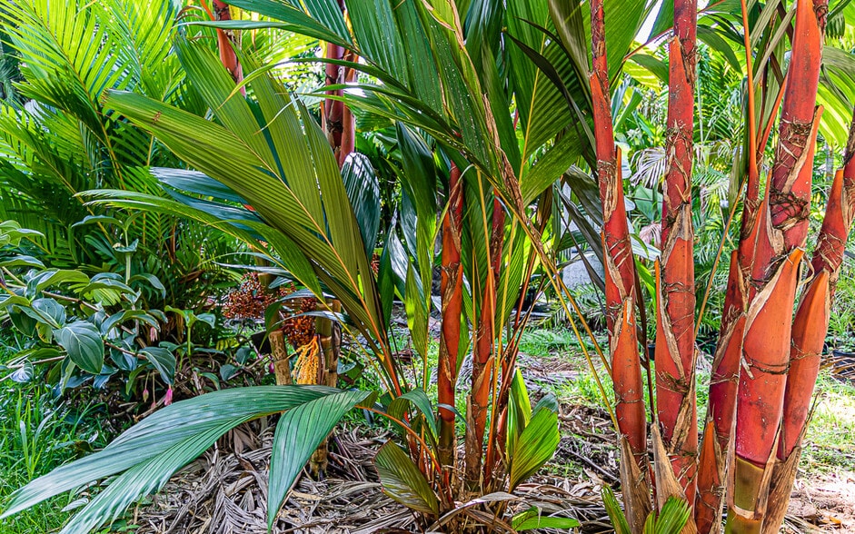 More Photos Of 27-2760 Hawaii Belt Rd, Pepeekeo Land For Sale