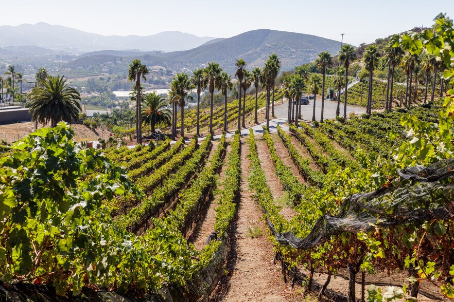 More Photos Of 2286 Sunshine Mountain Rd, San Marcos Winery Vineyard For Sale