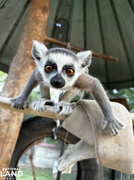 More Photos Of 159 Mini Ln, Cameron Land For Sale