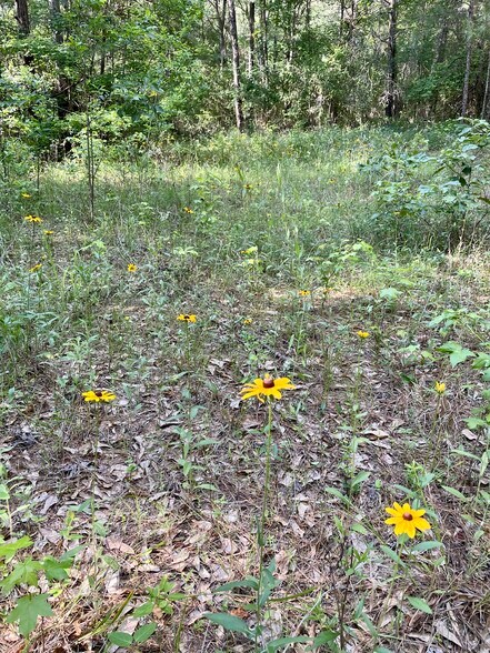 More Photos Of 0 Hwy 190 E, Huntsville Land For Sale