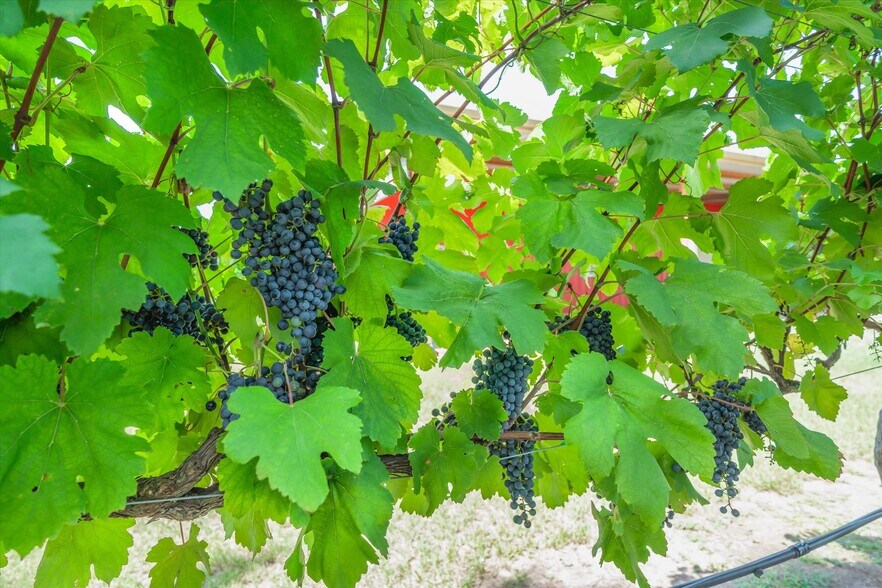 More Photos Of 5518 State Highway 198, Canton Winery Vineyard For Sale