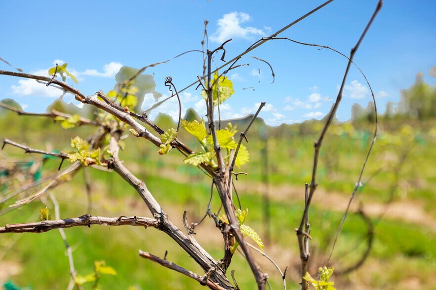 More Photos Of 1900 Winchester Southern Rd, Canal Winchester Winery Vineyard For Sale