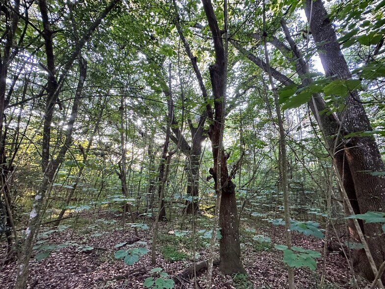 More Photos Of 0 Wilmer, Wilmer Land For Sale