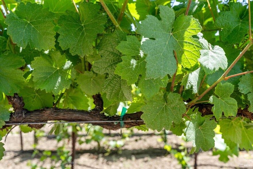 More Photos Of 1580 Magnolia Dr, Healdsburg Land For Sale