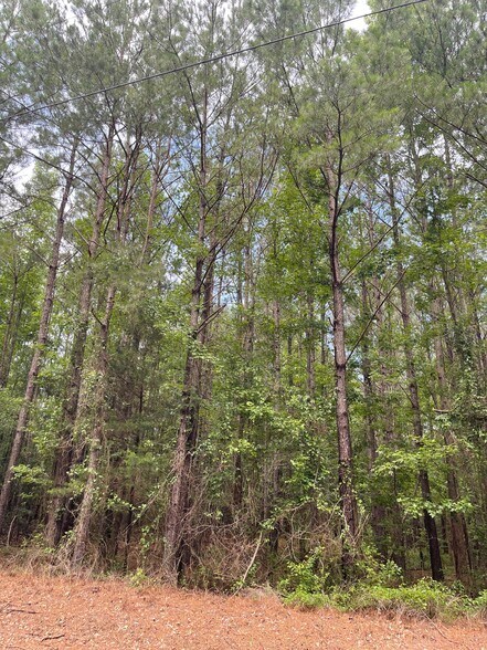 More Photos Of 17796 Dry Branch loop, Northport Land For Sale