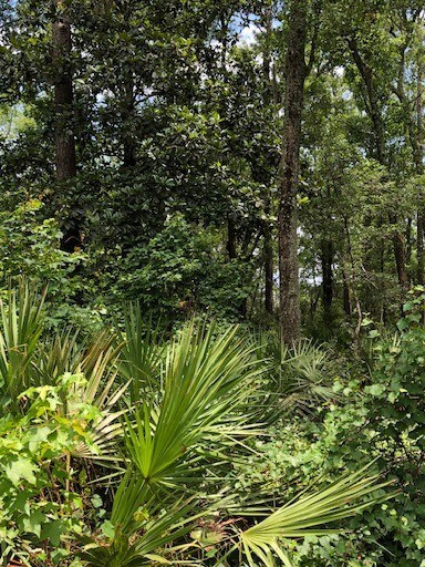 More Photos Of 73 Hope Ln, Saint Marks Land For Sale