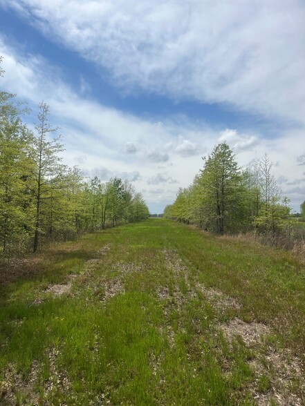 Primary Photo Of 0 Hwy 147 hwy, Proctor Land For Sale