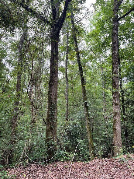 More Photos Of 17796 Dry Branch loop, Northport Land For Sale