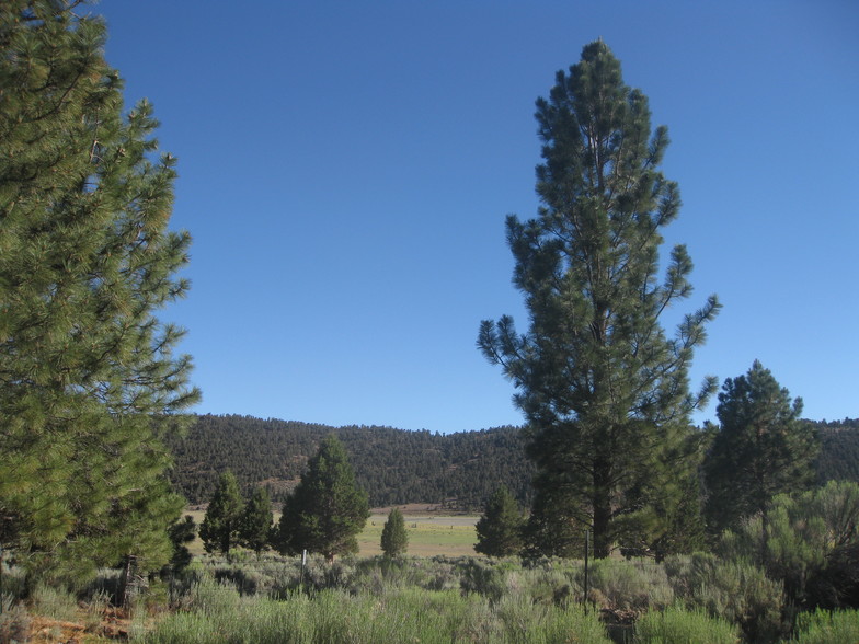 Primary Photo Of 2805 Cedar, Big Bear City Land For Sale