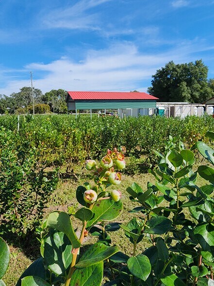 More Photos Of 3510 Walk in Water Rd, Lake Wales Winery Vineyard For Sale