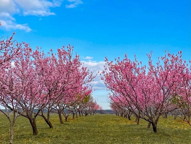 More Photos Of 7120 HWY 183 N, Early Land For Sale