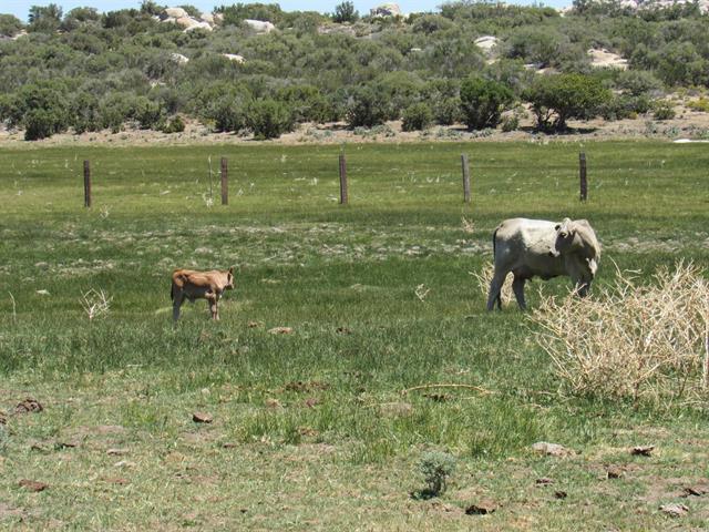 More Photos Of McCain Valley R McCain Valley rd, Boulevard Land For Sale