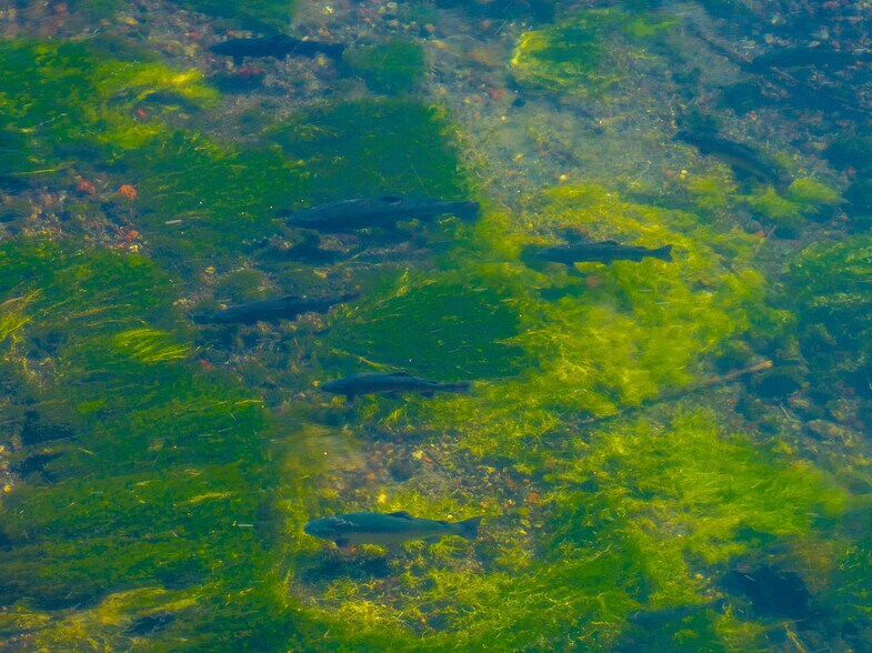 More Photos Of 41579 Osprey Rd, Fall River Mills Land For Sale