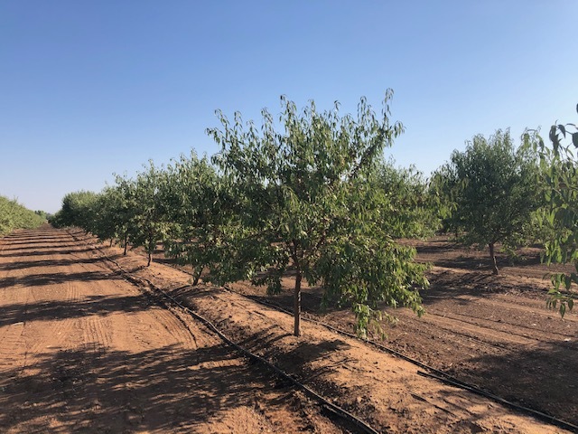 Primary Photo Of 86.5 +- ac Organic Almonds Shaw Avenue Clovis Ca, Clovis Land For Sale