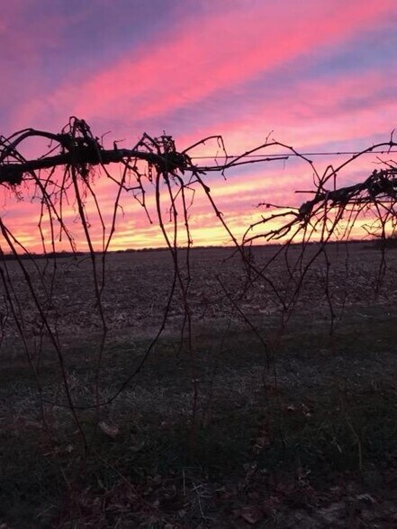 More Photos Of 2211 E 640th Pl, Ursa Winery Vineyard For Sale