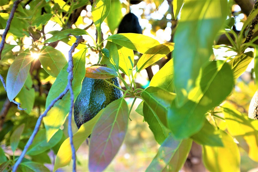 More Photos Of 6036 Rainbow Heights Rd, Fallbrook Land For Sale