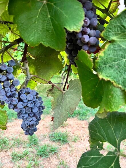 More Photos Of 6745 N Gregory Rd, Yukon Winery Vineyard For Sale