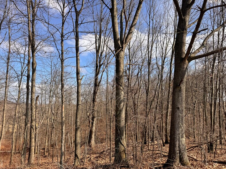 More Photos Of 15 GLECOE Rd, Dellroy Land For Sale