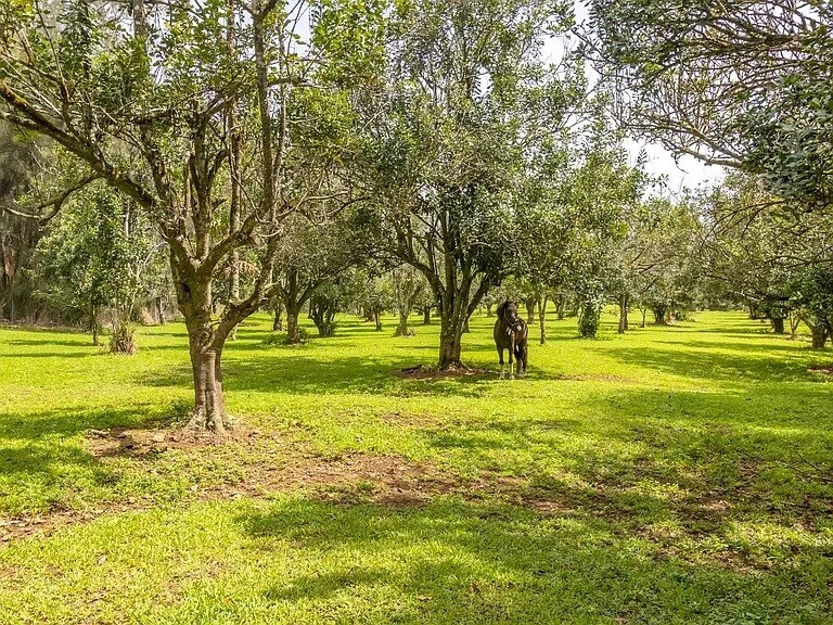 More Photos Of 47-4630 Mauka Cane Haul Rd, Honokaa Land For Sale