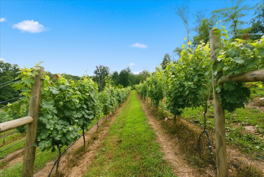 More Photos Of 1309 Redland Rd, Cross Junction Winery Vineyard For Sale